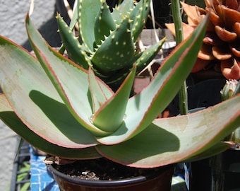 Coral Aloe, Aloe striata, 15 seeds, showy succulent, vivid winter blooms, drought tolerant, desert garden, or container plant, easy to grow