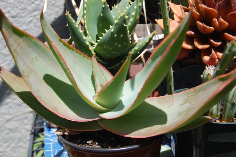 Coral Aloe, Aloe striata, 15 seeds, showy succulent, vivid winter blooms, drought tolerant, desert garden, or container plant, easy to grow image 1