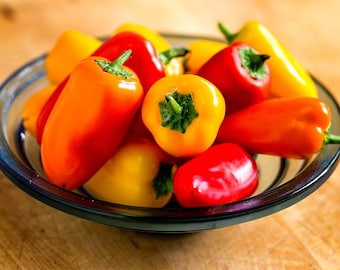 Poivron arc-en-ciel de Roumanie, 10 graines anciennes, sans OGM, jolie plante, super productif, poivrons doux, excellents grillés ou frais, VENTE