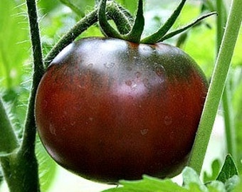 Paul Robeson tomato, 15 seeds SALE, Russian heirloom, robust flavor, sets fruit in cool climates, very early, great slicer, sauce  tomato