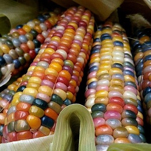 Glass Gem Corn, gorgeous, 25 seeds, rare heirloom, original strain, non GMO, ornamental flint corn, legendary beauty, Gem Corn Seed image 2