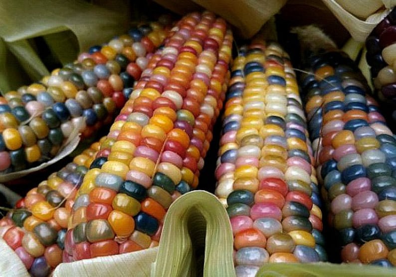 Glass Gem Corn, gorgeous, 20 seeds, rare heirloom, original strain, non GMO, ornamental flint corn, legendary beauty, Gem Corn Seed image 2
