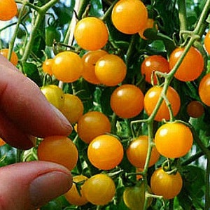 Gold Rush Currant, tiny wild tomato, 10 seeds, intense flavor, vigorous plants, ripens early, big harvest, tasty snack or elegant garnish