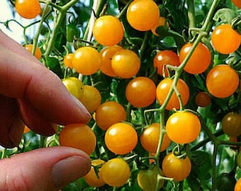 Groseille ruée vers l'or, petite tomate sauvage, 10 graines, saveur intense, plantes vigoureuses, mûrit tôt, grosse récolte, en-cas savoureux ou garniture élégante