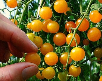 Gold Rush Currant, tiny wild tomato, 10 seeds, intense flavor, vigorous plants, ripens early, big harvest, tasty snack or elegant garnish