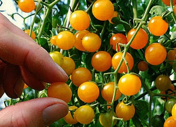 Gold Rush Currant, tiny wild tomato, 10 seeds, intense flavor, vigorous plants, ripens early, big harvest, tasty snack or elegant garnish
