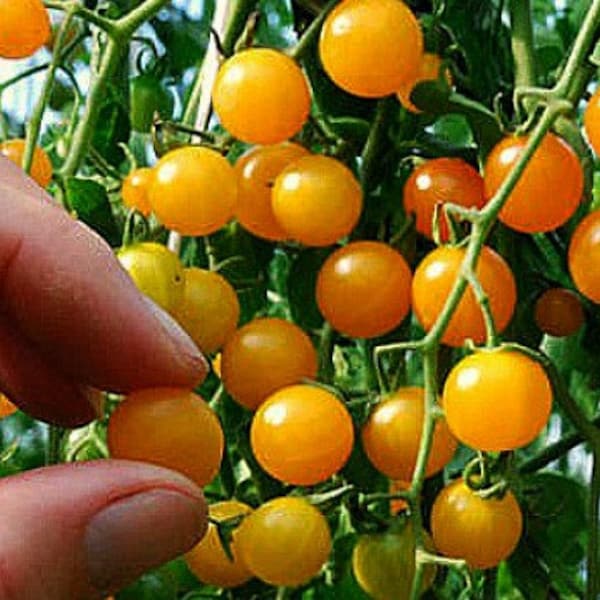 Gold Rush Currant, tiny wild tomato, 10 seeds, intense flavor, vigorous plants, ripens early, big harvest, tasty snack or elegant garnish