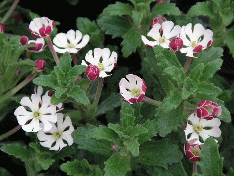 Night Blooming Phlox, 20 seeds, Midnight Candy, fragrant ground cover, Zaluzianskya capensis, sweet creeper, easy all zones, moon garden image 5