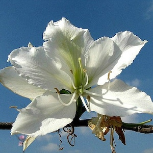 White Orchid Tree, 10 seeds, Bauhinia variegata alba, huge fragrant blooms, small tree, zones 9 to 11, drought tolerant, compact houseplant