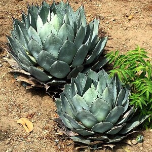 Artichoke Agave, Agave parryi, cold hardy succulent, 10 seeds, zones 5 to 11, desert garden, great container plant, houseplant image 3