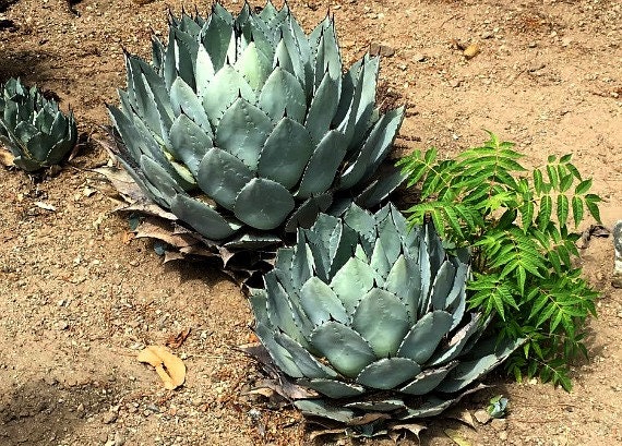 アガベ Agave parryi 'Desert Delight' 200 Artichoke Agave, Agave Parryi, Cold Hardy Succulent, 10