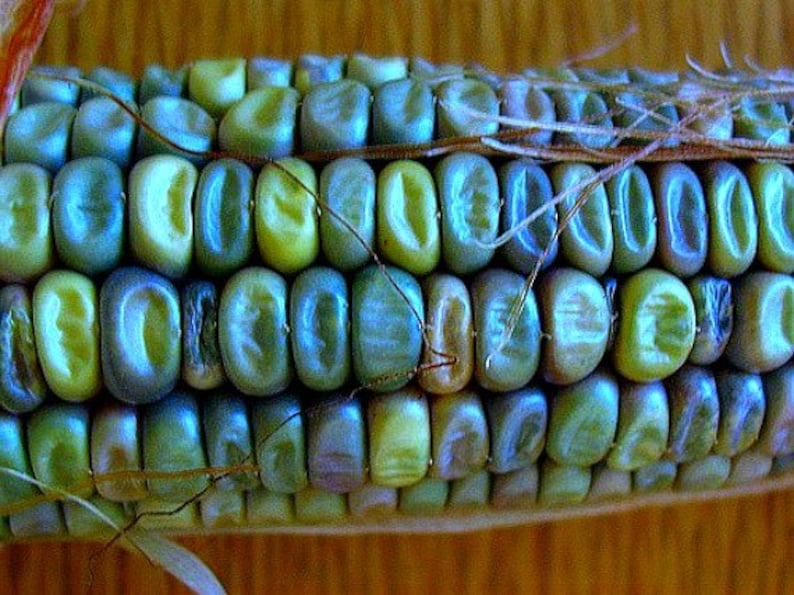 Oaxacan Green Dent Corn 20 bulk seeds heirloom from Etsy