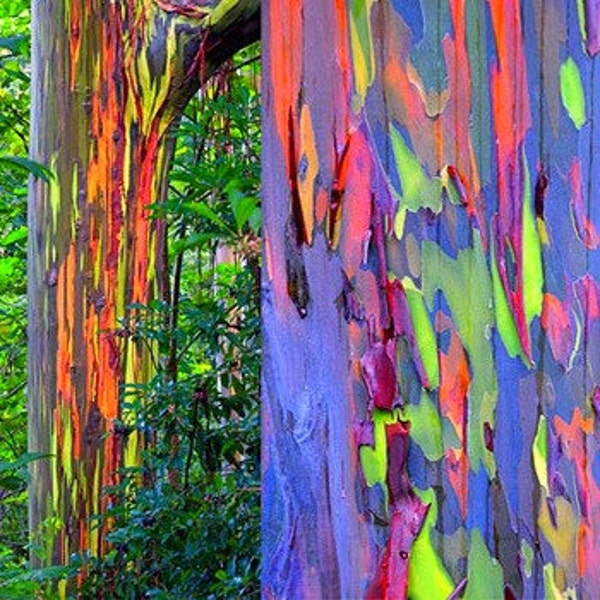 Rainbow Eucalyptus deglupta, showy tropical tree, 50 rare seeds, bonsai, houseplant, greenhouse, zones 10 to 11, fast growing, spectacular