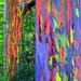 Rainbow Eucalyptus deglupta, showy tropical tree, 25 rare seeds, bonsai, houseplant, greenhouse, zones 10 to 11, fast growing, spectacular 