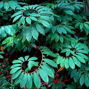 Costus pictus, Painted Spiral Ginger, rare seeds, zones 9 to 11, vivid blooms, spectacular variegated foliage image 4