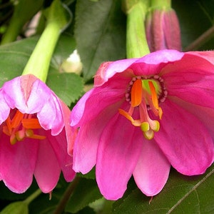 Passiflora mollissima, 10 seeds, Banana Passion Fruit, pink blooms, delicious fruit, cold hardy passion flower, container plant, image 2