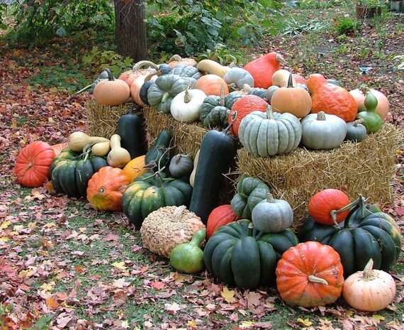 Rouge Vif D'etampes, French Heirloom, Cinderella Pumpkin, 10 Seeds