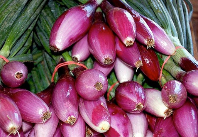 Italian Torpedo Onion 100 Seeds Heirloom Sweet Red Onion Etsy