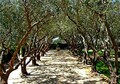 Olive Tree, 15 seeds, Olea europeana, fruiting tree, perfect bonsai, zones 9 - 10, drought tolerant, silver leaves, gnarly trunk, easy