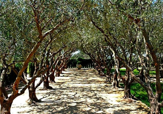 olive8 プロテア類 6種 olive8様専用 プロテア類 6種