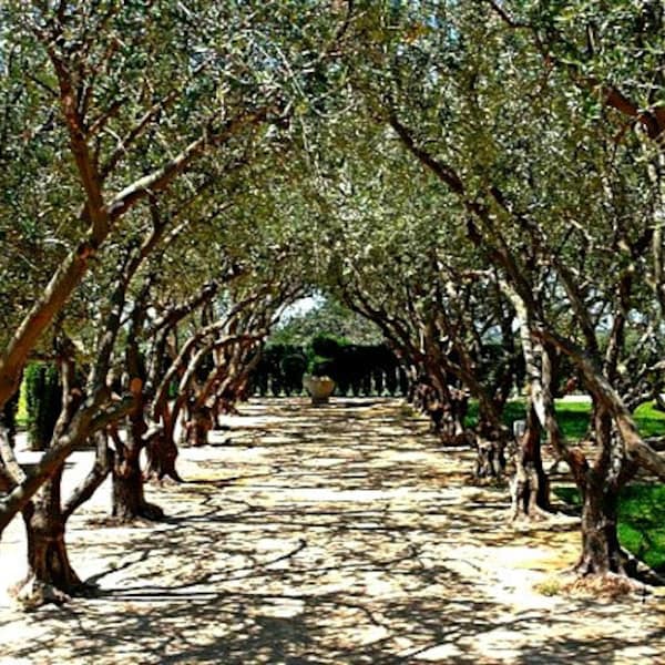 Olive Tree, 20 bulk seeds, Olea europeana, fruiting tree, perfect bonsai, zones 9 - 10, drought tolerant, silver leaves, gnarly trunk, easy