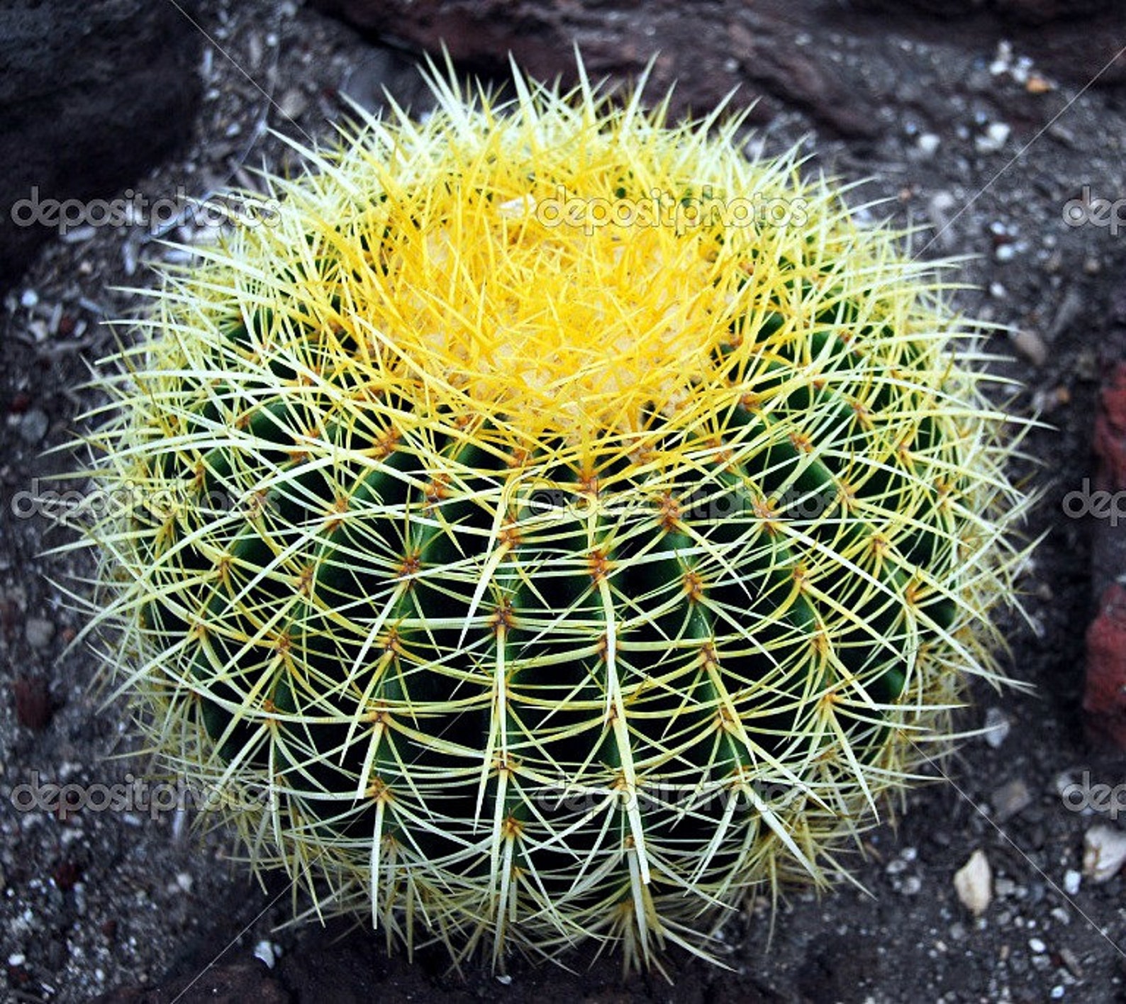 Golden Barrel Cactus Seeds Echinocactus 15 Seeds Easy to Etsy