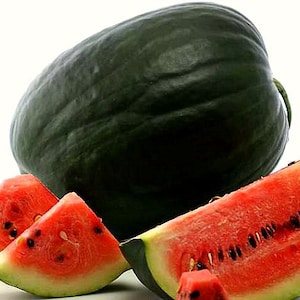 Black Diamond, heirloom watermelon, 10 seeds, non GMO, huge fruits, super sweet and juicy, southern climate, record breaker!