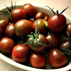 Black Cherry Tomato, 15 seeds, tastiest cherry, Top Ten List, super productive on vigorous vines, fruits early, 64 days, hard to find seeds