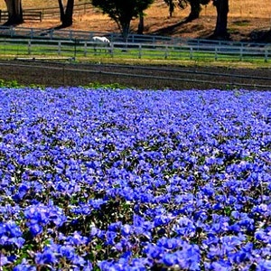 Desert Bluebells, Phacelia campanularia, 500 seeds, electric blue wildflower, any zone 3 to 10, great ground cover, desert charmer image 4