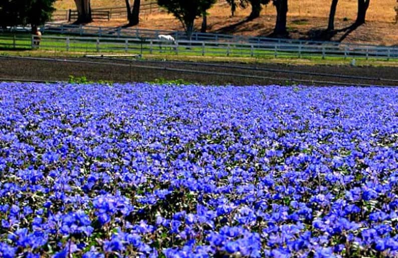 Desert Bluebells, Phacelia campanularia, 500 seeds, electric blue wildflower, any zone 3 to 10, great ground cover, desert charmer image 4