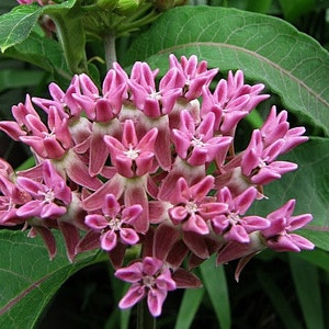 Asclepias incarnata, Swamp Milkweed, 25 seeds, pink butterfly weed, Monarch host, perennial in all zones, likes moist soil image 3