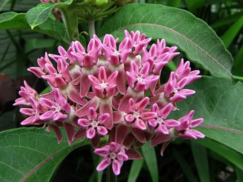 Asclepias incarnata, Swamp Milkweed, 25 seeds, pink butterfly weed, Monarch host, perennial in all zones, likes moist soil image 3