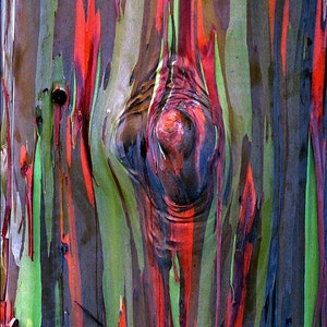 Rainbow Eucalyptus deglupta, showy tropical tree, 50 rare seeds, bonsai, houseplant, greenhouse, zones 10 to 11, fast growing, spectacular image 3