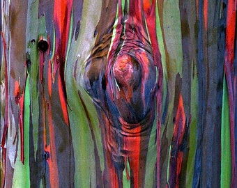 Rainbow Eucalyptus deglupta, showy tropical tree, 30 rare seeds, bonsai, houseplant, greenhouse, zones 10 to 11, fast growing, spectacular