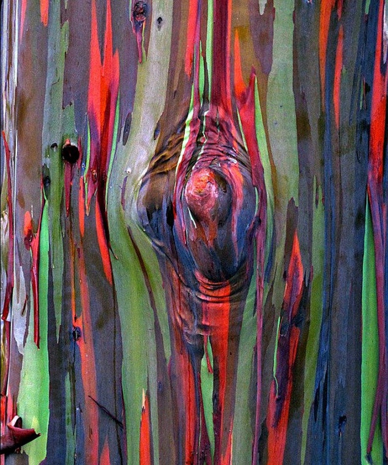 Rainbow Eucalyptus deglupta, showy tropical tree, 50 rare seeds, bonsai, houseplant, greenhouse, zones 10 to 11, fast growing, spectacular image 3