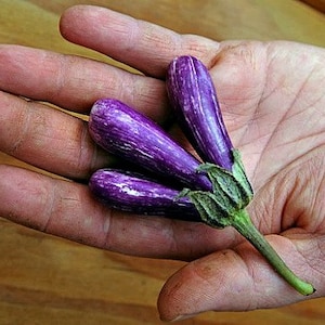 Mini Eggplant, Little Fingers, 10 seeds, Asian heirloom, non GMO, patio container garden, miniature fruit, sweet and tender, farmers market