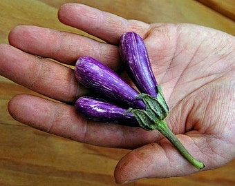 Mini Eggplant, Little Fingers, 10 seeds, Asian heirloom, non GMO, patio container garden, miniature fruit, sweet and tender, farmers market