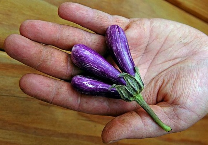 Mini Eggplant Little Fingers 15 Seeds Asian Heirloom Non Image 0