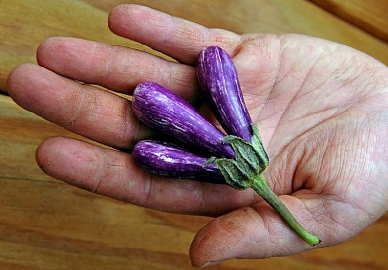 Mini Eggplant, Little Fingers, 10 seeds, Asian heirloom, non GMO, patio container garden, miniature fruit, sweet and tender, farmers market image 1