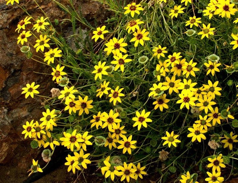 Chocolate Daisy Flower 10 Seeds Berlandiera Lyrata Etsy