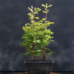 California Dawn Redwood, Metasequoia, 25 seeds, grows quickly, zones 4 to 9, great shade tree, perfect for bonsai image 3