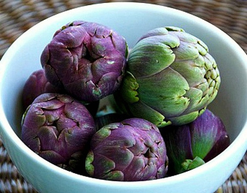 Purple Artichoke, Violet de Provence, 10 heirloom seeds, early and productive, silver foliage, cool purple blooms, cut flowers image 1