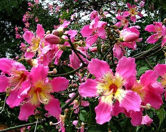 Silk Floss Tree, Chorisia, 10 seeds, Ceiba, Kapok Tree, huge pink blooms, fast growing, drought tolerant, zones 8 to 11, nifty bonsai