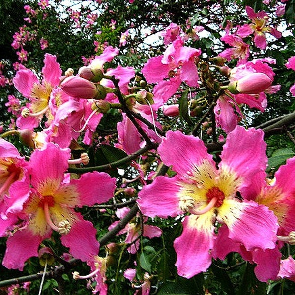 Silk Floss Tree, Chorisia, 10 seeds, Ceiba, Kapok Tree, huge pink blooms, fast growing, drought tolerant, zones 8 to 11, nifty bonsai