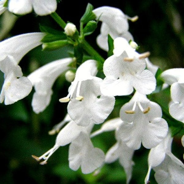 Snow Nymph, Salvia coccinea, 10 seeds, frilly blooms, great cut flower, easy care, zones 7 to 10, drought-tolerant, hummingbirds