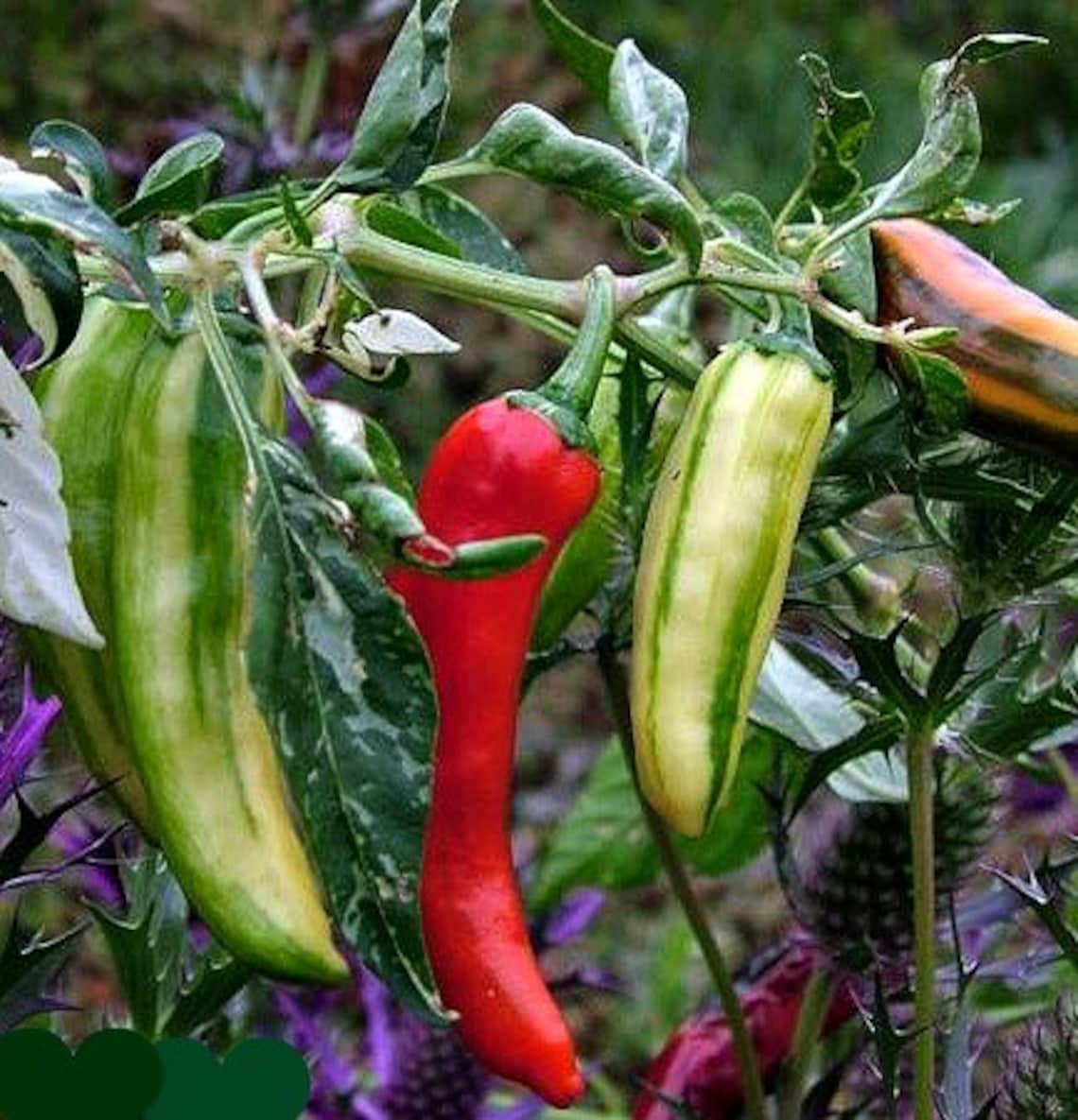 Fish Pepper 15 seeds scorching hot heirloom great with Etsy