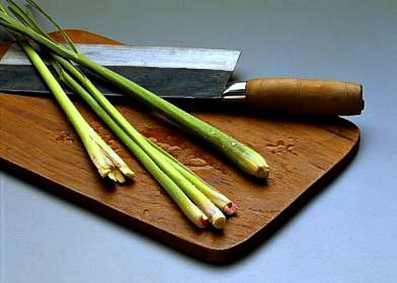 Lemongrass, 20 fresh seeds, Asian herb, fragrant, soothing bath, perennial in warm zones 9-11, container plant, lovely image 3