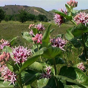 Asclepias speciosa, Showy Milkweed, 25 seeds, butterfly garden, showy pink blooms, cold hardy, zones 3 to 9, drought tolerant, easy to grow image 5