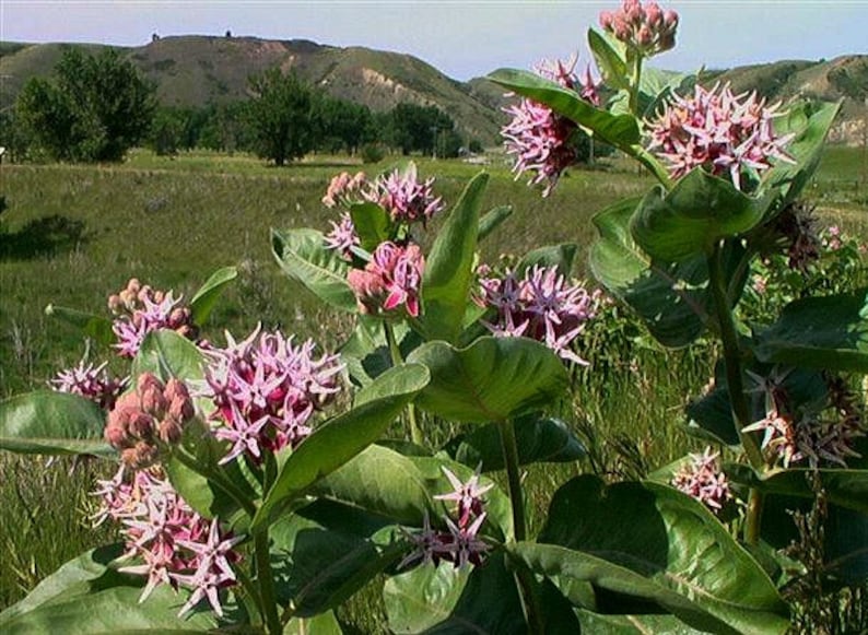 Asclepias speciosa, Showy Milkweed, 25 seeds, butterfly garden, showy pink blooms, cold hardy, zones 3 to 9, drought tolerant, easy to grow image 5