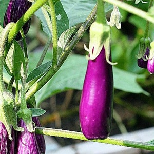 Mini Eggplant, Little Fingers, 10 seeds, Asian heirloom, non GMO, patio container garden, miniature fruit, sweet and tender, farmers market image 4